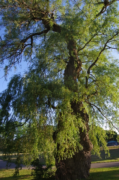 Lakeside Willow tree